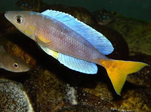 Cyprichromis sp. 'dwarf jumbo' Kigoma
